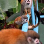 White-faced monkeys visiting the grounds of Hotel Planeta Sano in Manuel Antonio