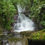 Guests walking along a lush rainforest trail surrounded by vibrant green foliage in Manuel Antonio.