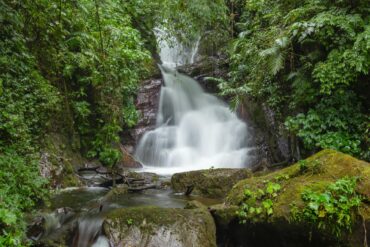 Guests walking along a lush rainforest trail surrounded by vibrant green foliage in Manuel Antonio.